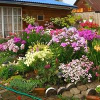 We design flower beds at the dacha ourselves