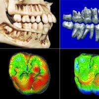 Сравнение на човешкия череп с черепите на антропоморфни маймуни
