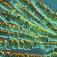 Bakterije - najstarejši organizmi na Zemlji Bakterije - najstarejša skupina živih organizmov