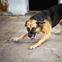 Interpretarea câinelui rănit a cărții de vis Visul unui câine rănit