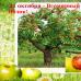 Ябълка в митологията и руския фолклор