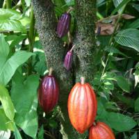 Cacao or chocolate tree (theobroma cacao)