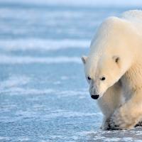 Endangered species: polar bear Extinction of polar bears